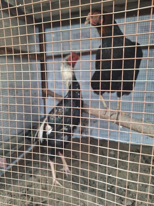 Дакан хороз сотилади