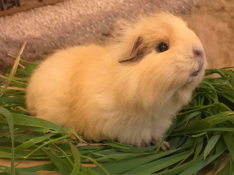 Vamd porcusor de Guineea rasa Teddy Elvetian varsta 4 saptamani baiat