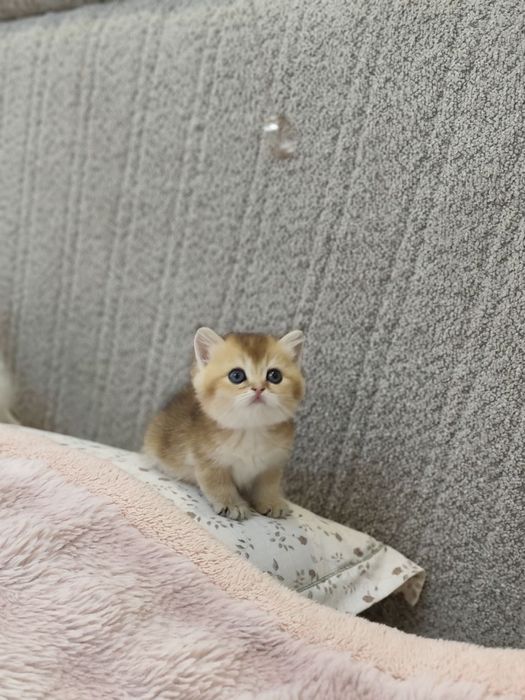 Продаются  котенок чёрны золота