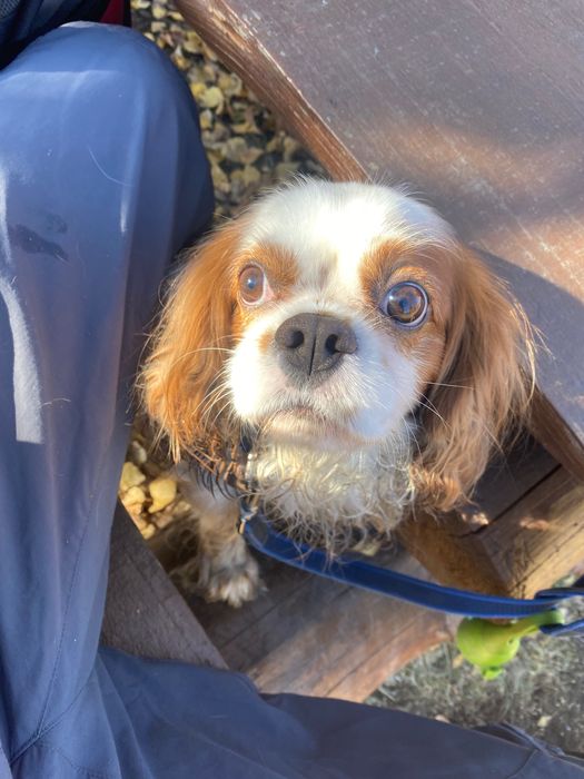 Куче кавалер 6-годишно