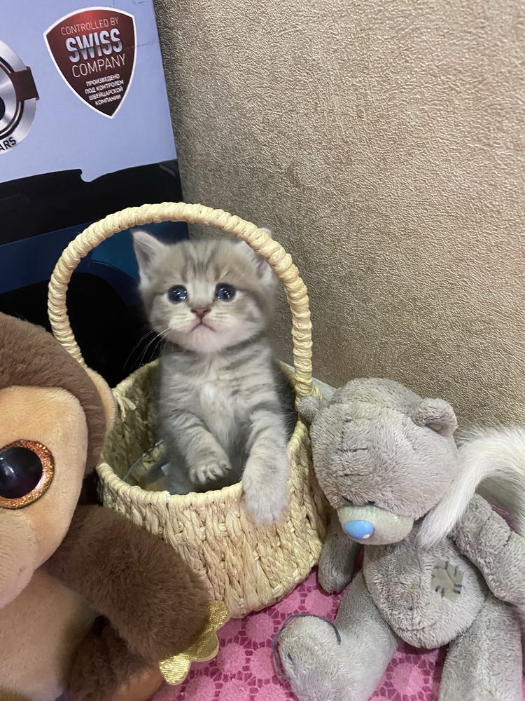 Продам котят Scottish Fold и Scottish Straight