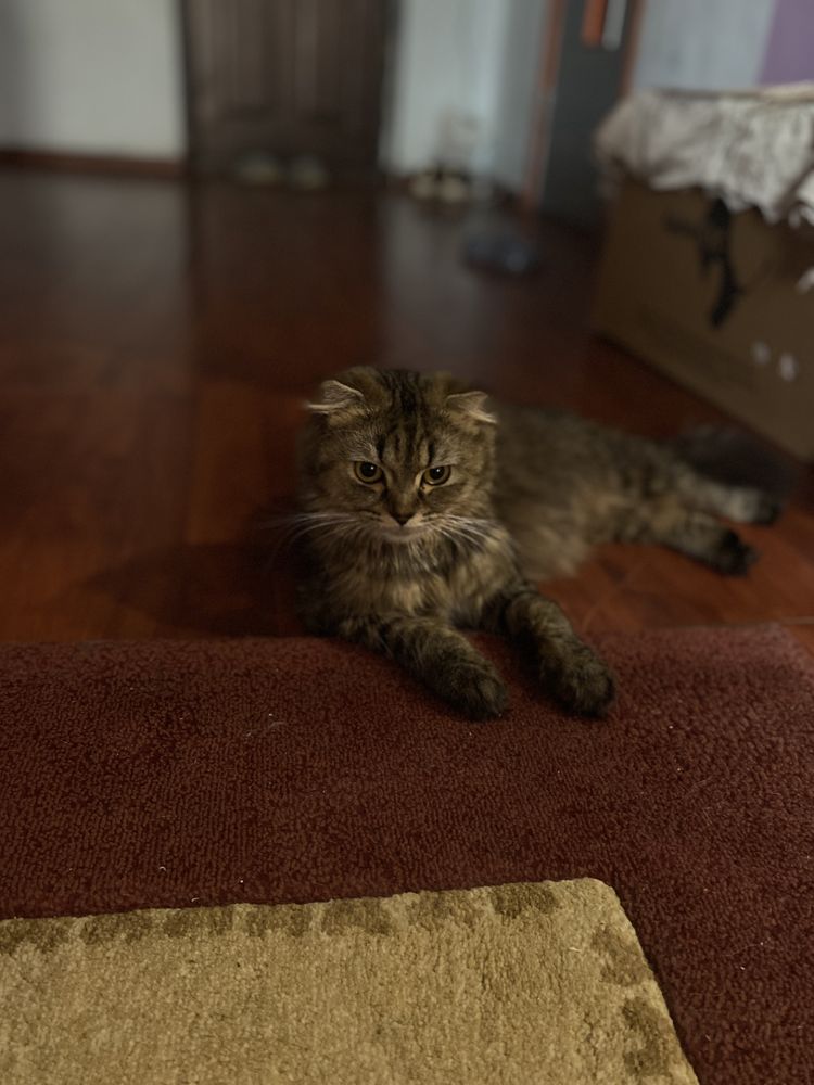 котята породистые