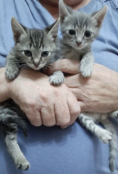 Котята мальчики.