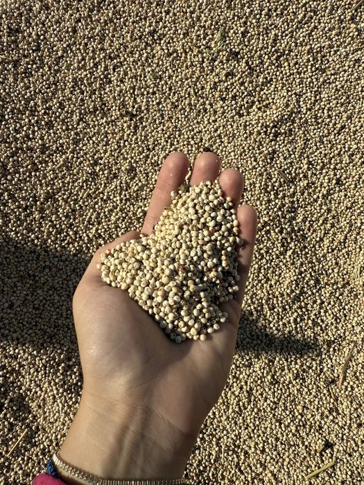 Vând sorg alb productie 2025