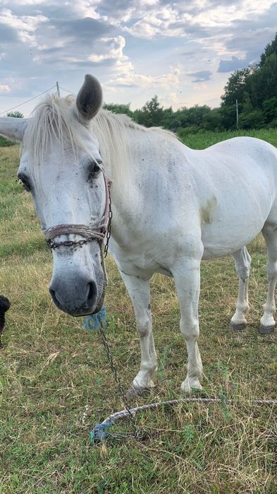 De vânzare iapa de 14 ani