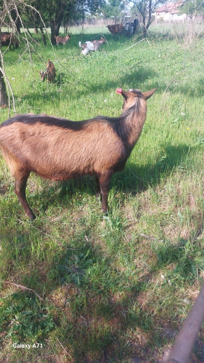 Vând țap alpin tânar