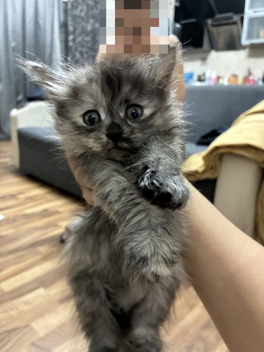 Котенок сибирский девочка