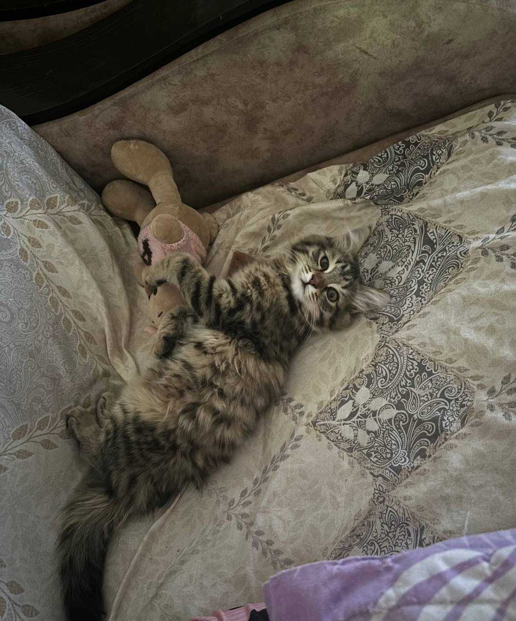 Котята,  доброму сердцу и в теплый дом.