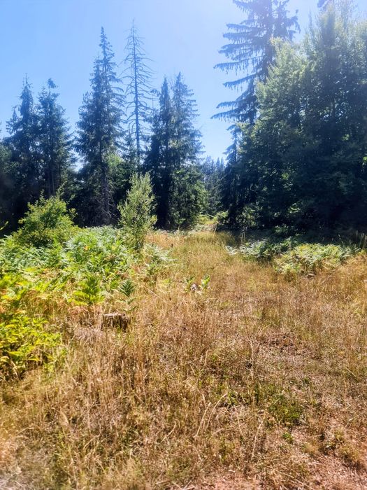 Продава се Земеделски имот в с. Чокманово, Област Смолян -  кв.м за 1450 €/дка - Снимка #6