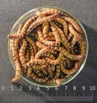 Superworms, 200 buc/pachet, Zophobas morio