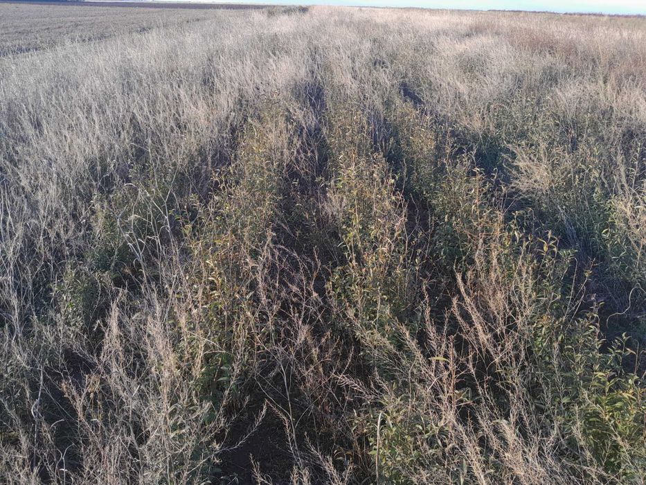 Lemn cainesc,ca gard viu