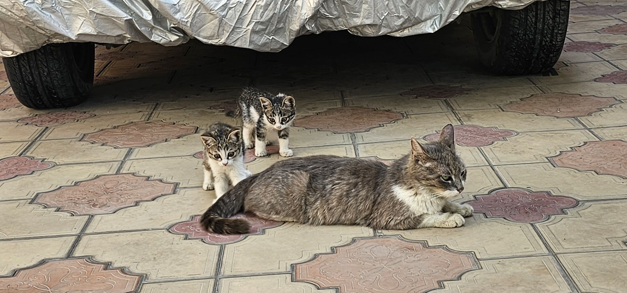 Отдам  ДАРОМ! котят в добрые руки — пушистые комочки любви

Отдам котя