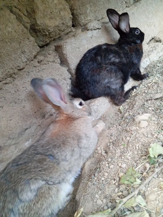 Куён тезда сотилади