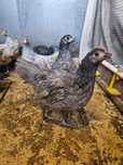Pui 8 saptamani Australorp Cluj Gaina Cocosi