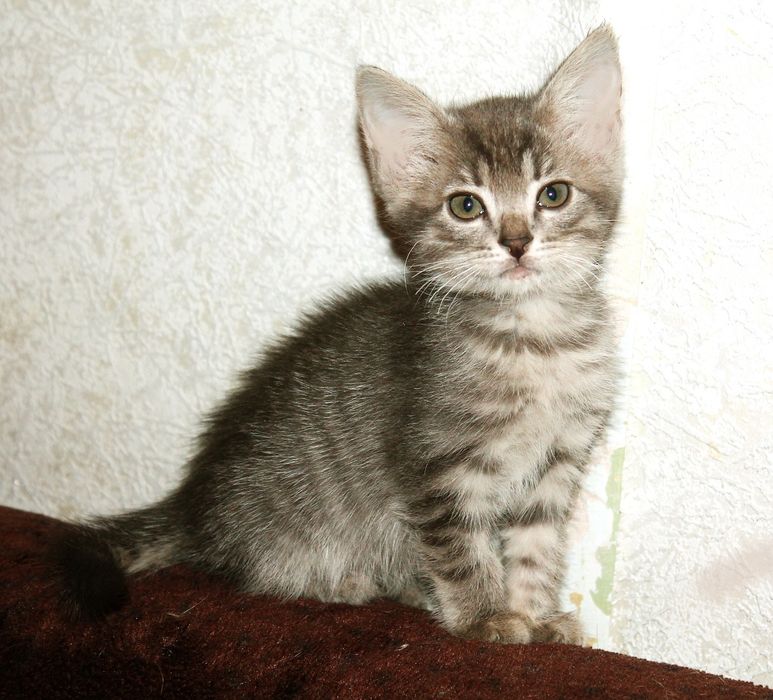 Котёнок в добрые руки