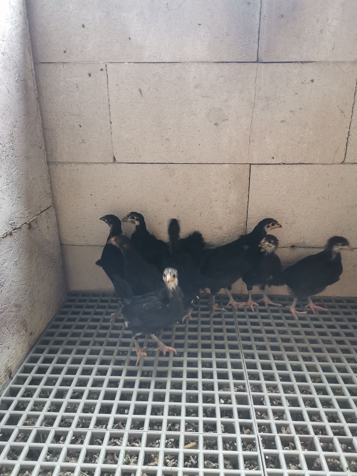 Pui australorp 6-7 săptămâni