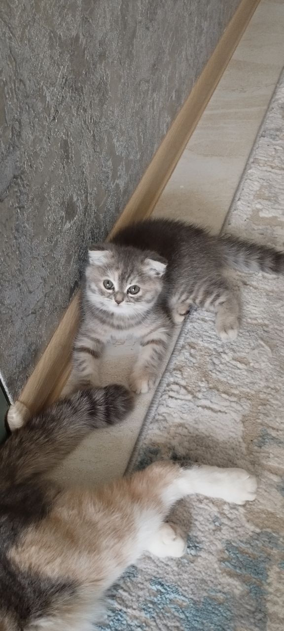 Продаются шотланские котята