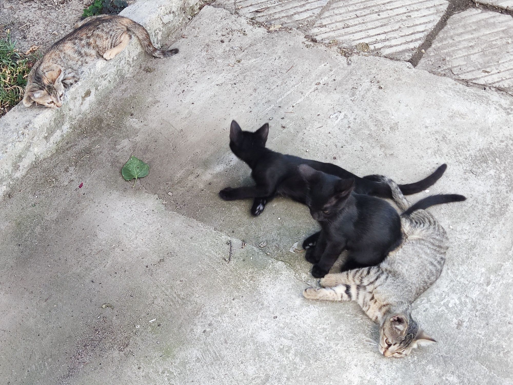 Подарявам котенца