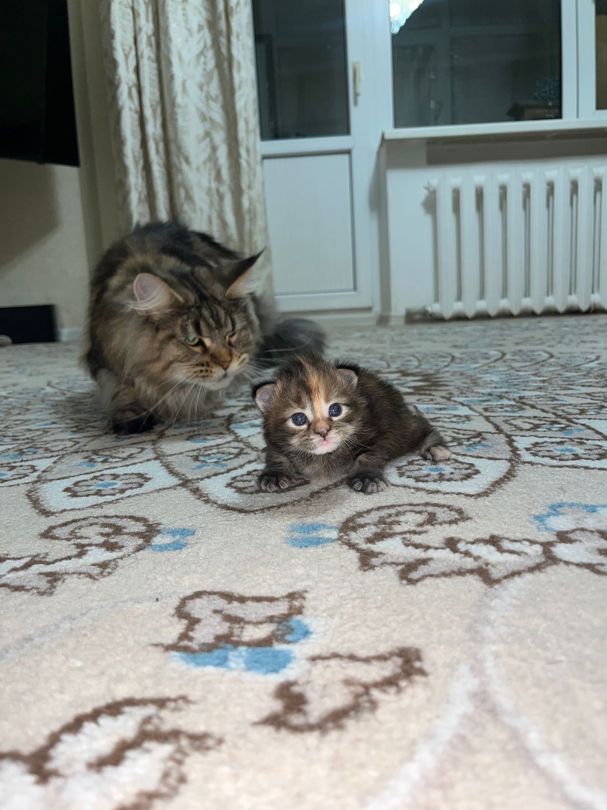 Мейн Кун котенок