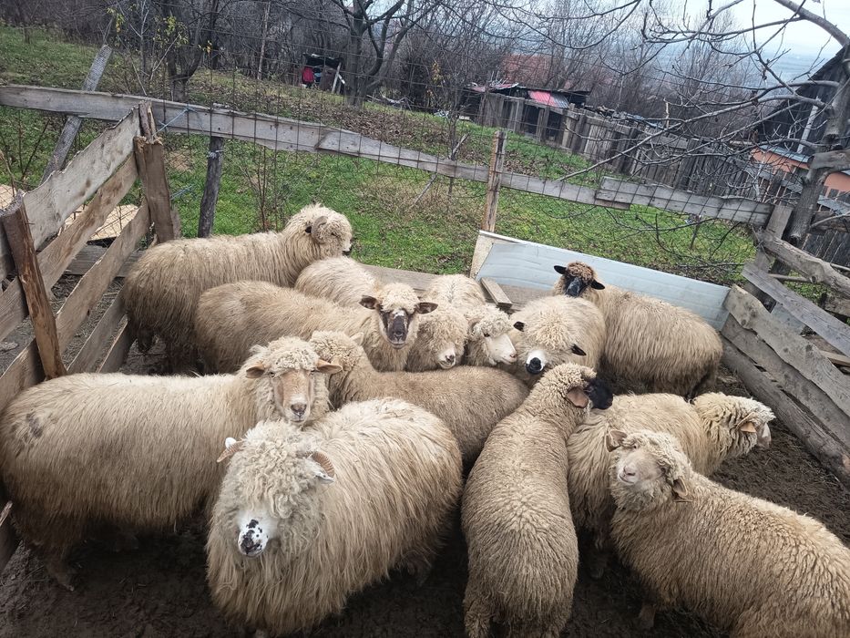 Vând oii țurcane și țigăi