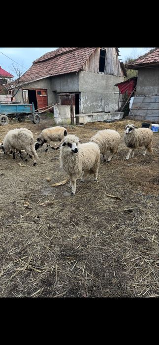 De vanzare 5 milute si un berbecut din anul 2025 fara defecte