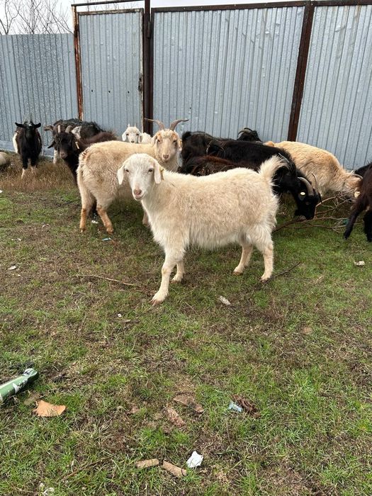 Продаётся  козы.