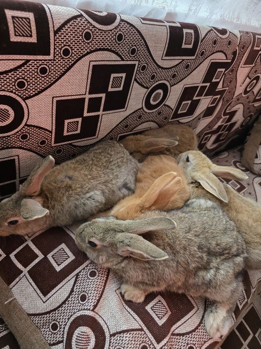 Продам кроликов  возраст разный