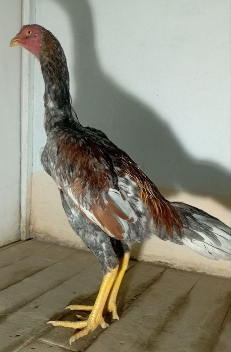 DAKAN xoroz JOʻJA sotiladi