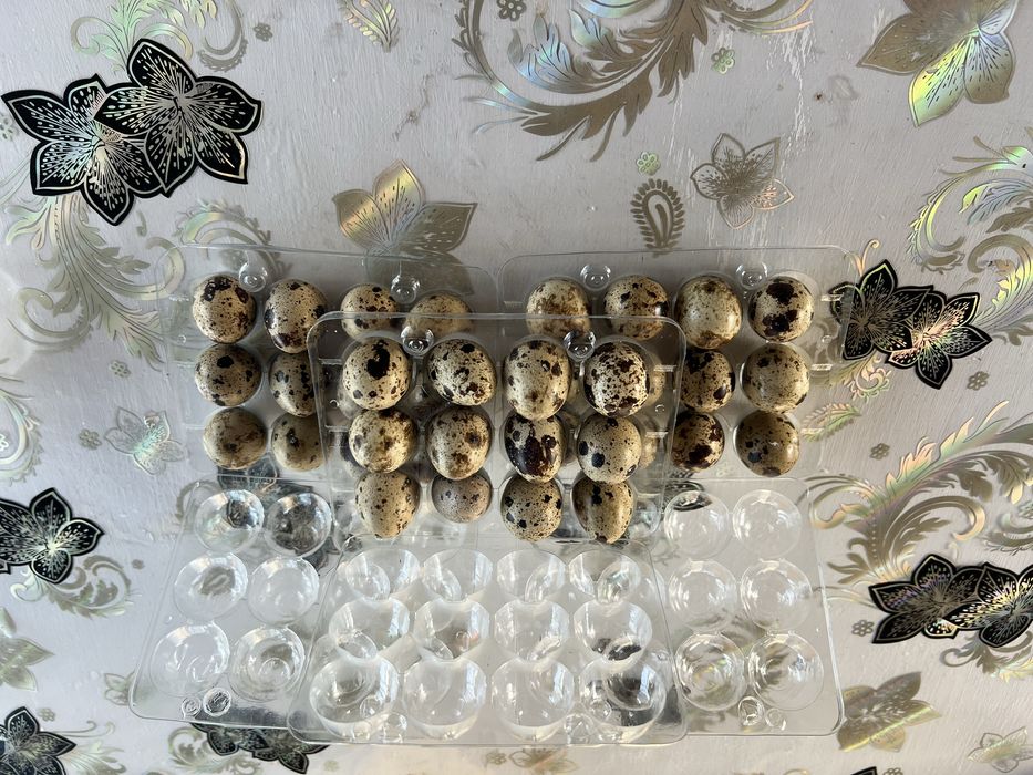 Продавам клетка с пъдпъдъци подарак снасящи