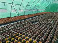 2x2m-8x20m - SOLAR/Nou/GRADINA Sere SERA SolariI/ NOI / CORTURI24.RO