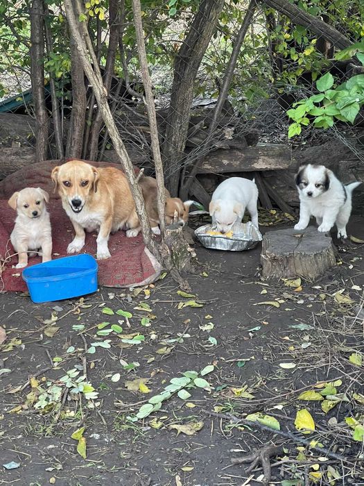 4 puiuțe și o mamă care a suferit prea mult mai au nevoie de ajutor!