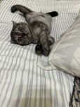 Scottish fold mushuk