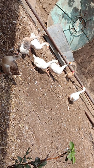 Gʻoz sotiladi . 6 dona. 1 erkak. 5 ta qiz.