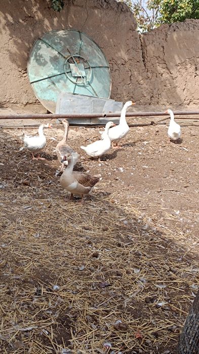 Gʻoz sotiladi . 6 dona. 1 erkak. 5 ta qiz.