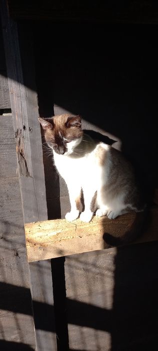 Donez pisoi de un an.