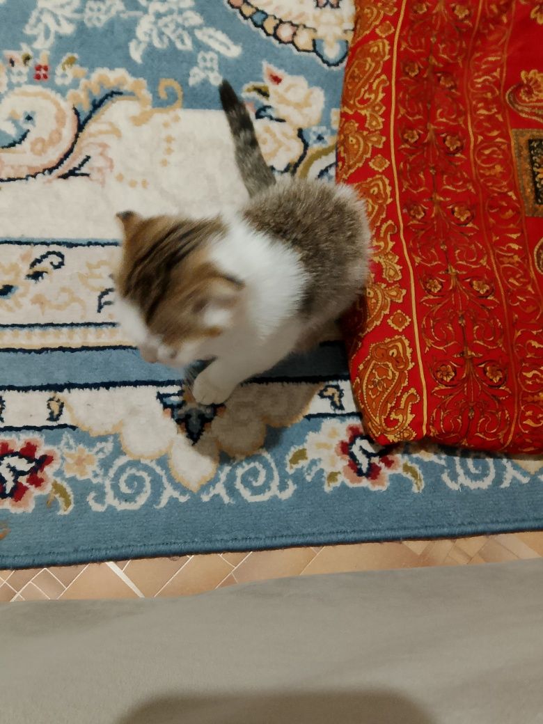 Котёнок девочка отдам добрые руки