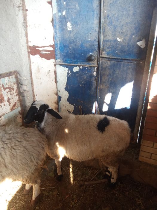 Qóy sotiladi kelishilgan narxlarda