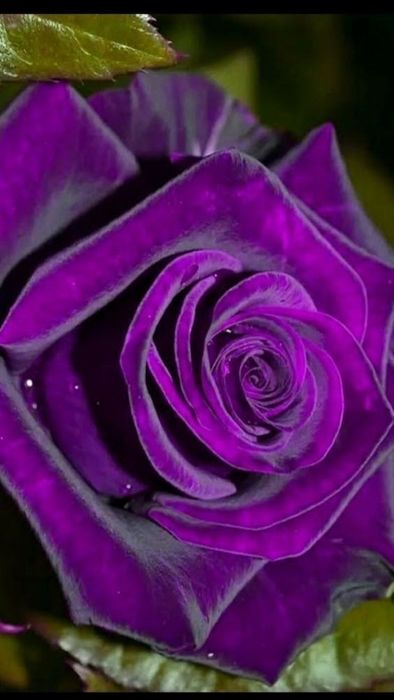 Trandafiri Tufa (Intens Parfumați).