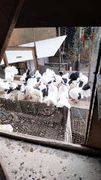 Vând 4 perechi porumbei provin din rasa voltat indian