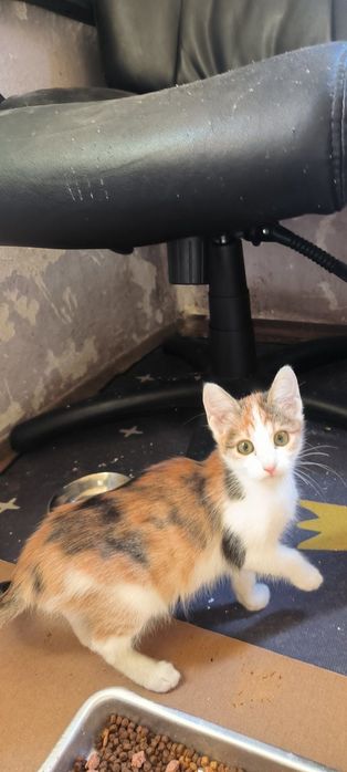 Подарявам котенца