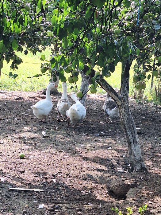 Vânt 4 gâște, 3 femele și 1 mascul