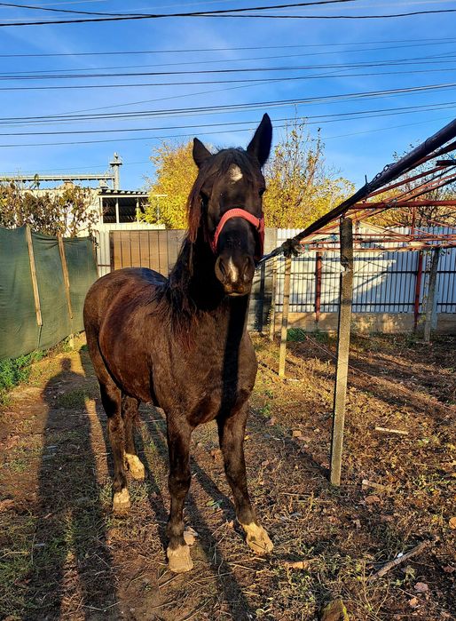 Vând o manza de 1 an jumate