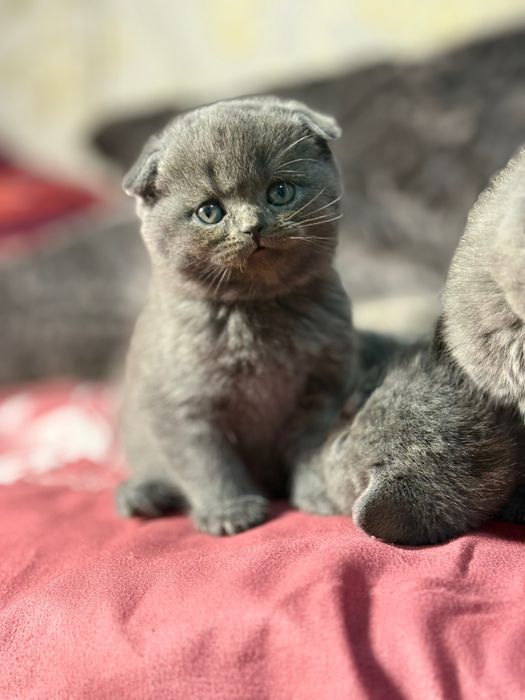 Мушукчалар сотилади зоттор аклли