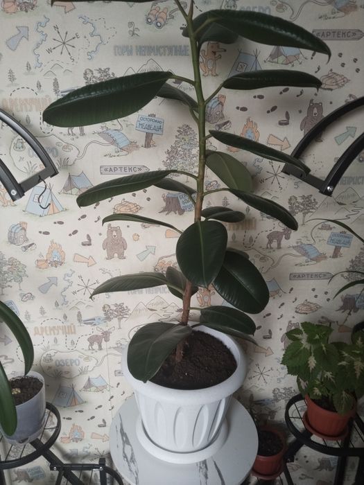 Продам фикус за 10000