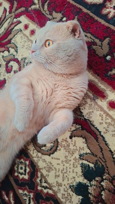 Шотладский вислоухий