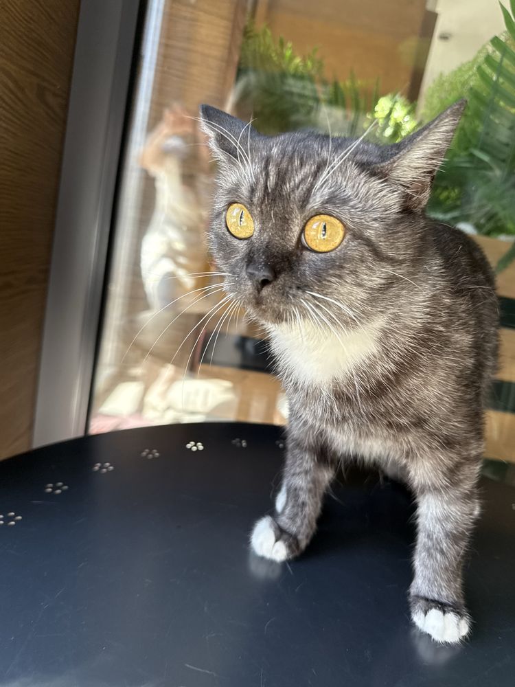 Кошка Мишель ищет семью