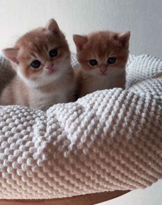 Шикарный Британец Золотая Шиншилла NY12