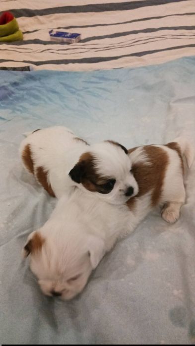 Кученце Ши тцу мъжко