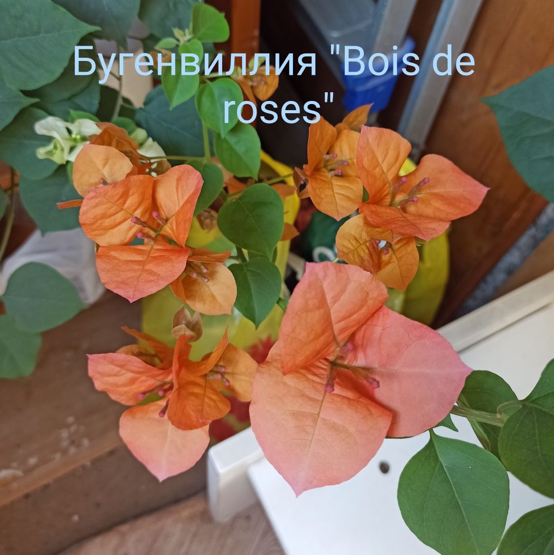 Бугенвиллия оранжево-розовая - сорт "Bois de roses"