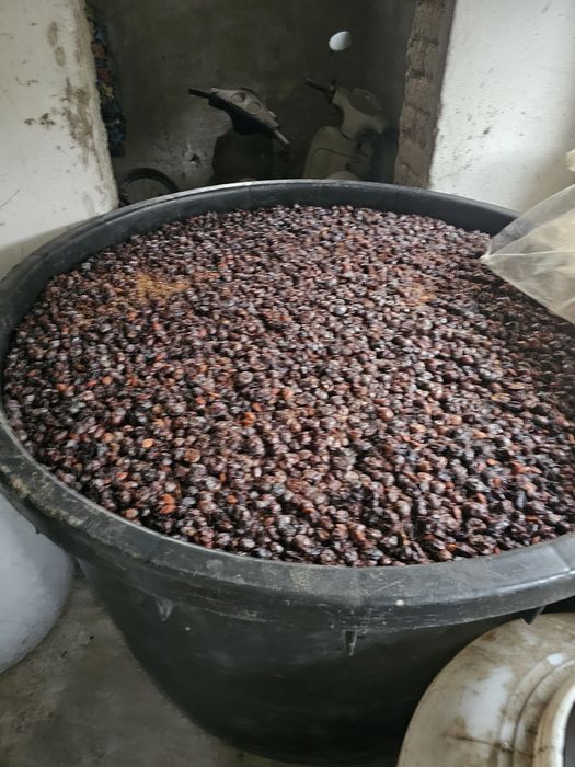 Prune pentru țuică!